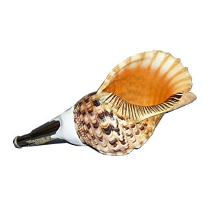 法螺貝・歌口付 サイズ38cm-40cm 天台タイプ | 鳴り物,法螺貝 通販なら