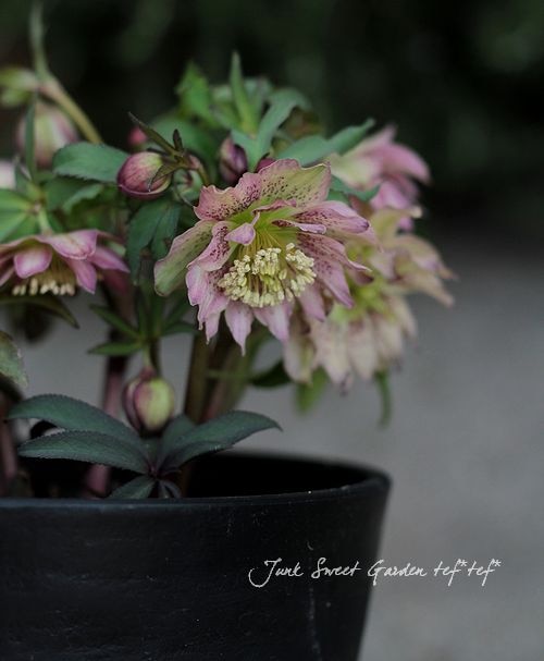 クリスマスローズ　超希少株　小輪かすりダブル　6寸 ダブル - クリスマスローズ・多肉shop 涼花(SUZUKA)