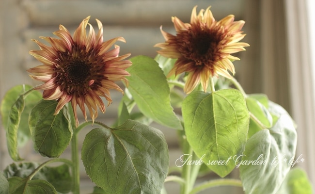 ひまわり 生花】ヒマワリ オレンジ芯黒(φ約7〜10cm程度)【OT】 - 花材通販はなど