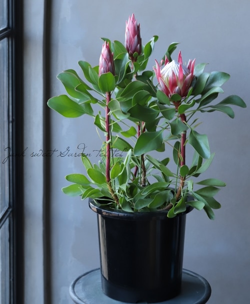 キングプロテア 『リトルプリンス』 オーストラリアンプランツ