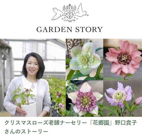 花郷園】 クリスマスローズ 『黒姫』 | すべての商品 | | Junk sweet