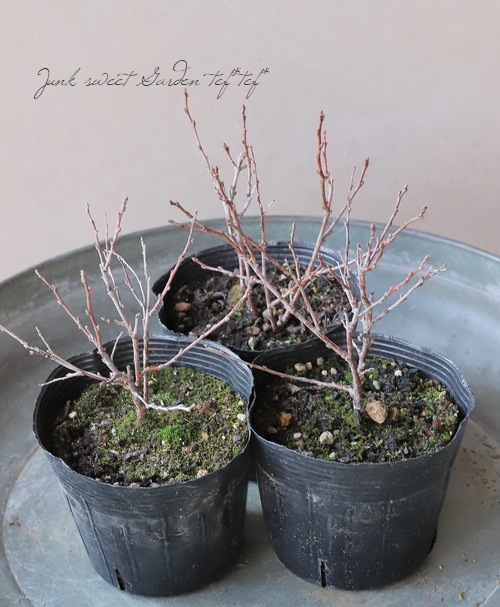 八重咲き 『ニワザクラ』 桃花 | すべての商品 | | Junk sweet Garden