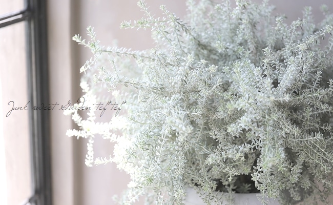 斑入りウエストリンギア 『スモーキーホワイト』 | すべての商品