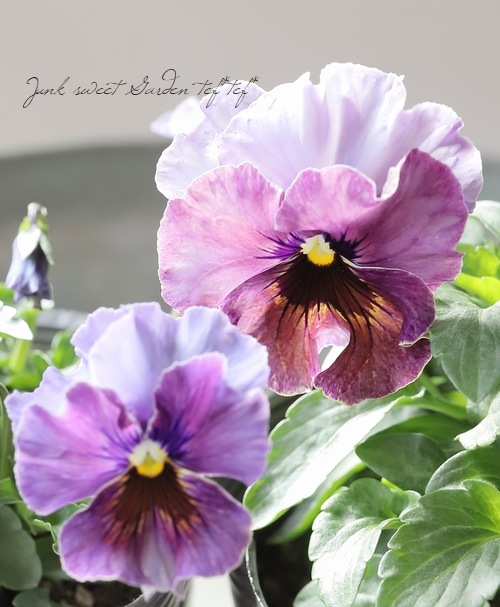 ○桂楓園さんのパンジー・フェデネージュ 『金縁』 【変わり咲き