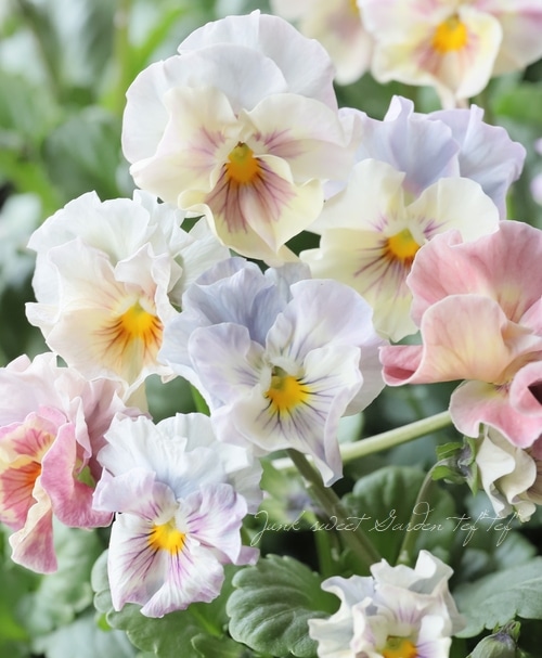 ☆もりもり！特選品☆ フリル咲きパンジー 『シエルブリエ』 花日和