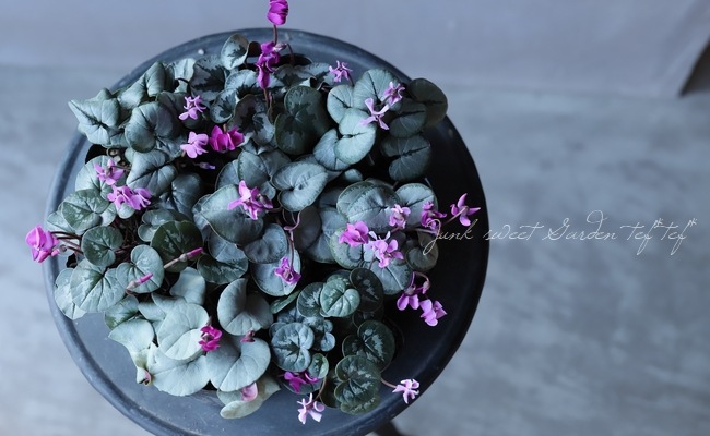 原種シクラメン 『コウム・シルバー』 『シルバープリンス』 | すべて