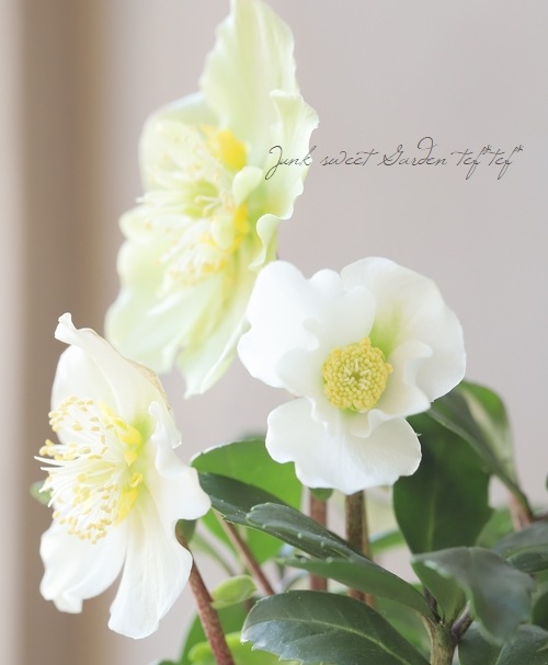 クリスマスローズ 『ニゲル』 【セミダブル】 | すべての商品 | | Junk