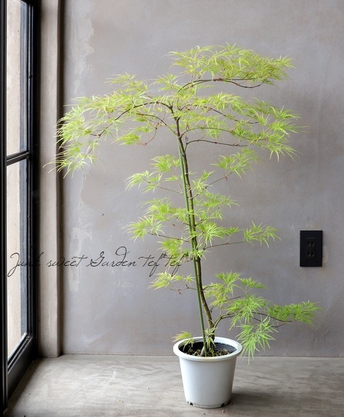 モミジ 楓 -カエデ- 『青枝垂れ -アオシダレ-』 | すべての商品