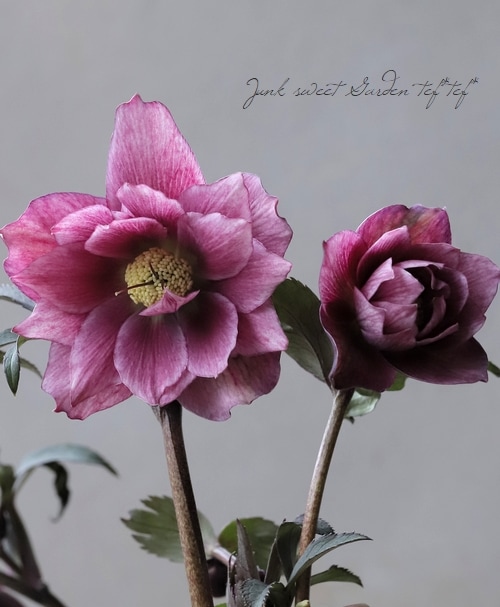 大和園】 クリスマスローズ 『ダブルアンティークピンク』 【No.10