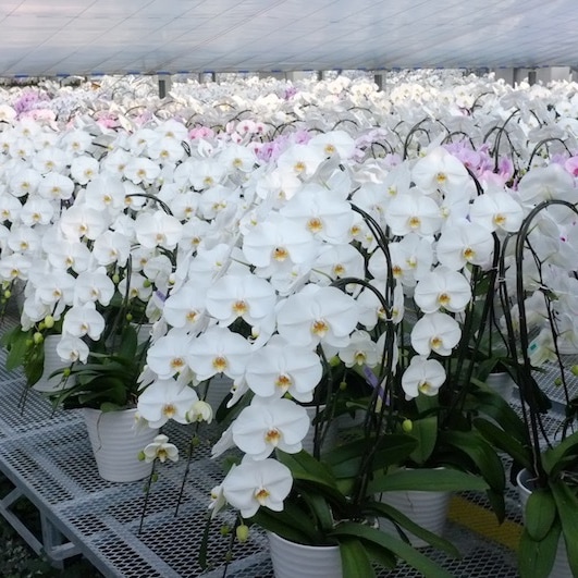 大輪胡蝶蘭 白30輪前後 | その他,花・植物苗 | とちぎもの