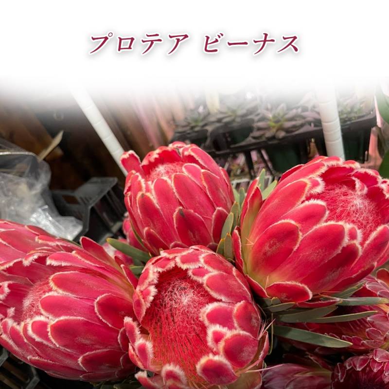 切花 ネイティブフラワー プロテア P ビーナス 60cm ピンク