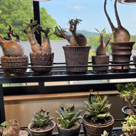 ぐり 樣專用手作植木鉢 検（ 塊根植物 グラキリス パキプス アガベ) 手