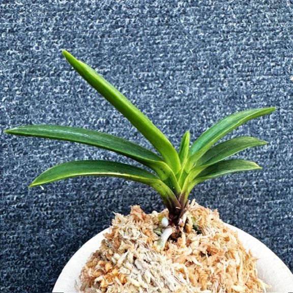 富貴蘭 星の雫 割り子1本立ち | 春蘭・富貴蘭WEB通販 三香園