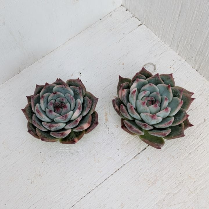 3 三頭 原種 チャザロイ Chazaroi エケベリア 紫色 4 三頭 原種