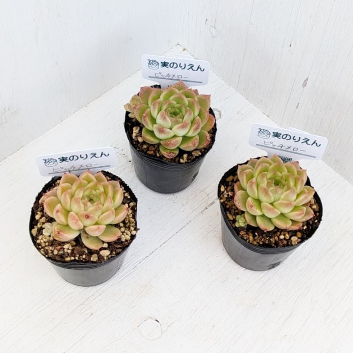 エケベリア | 多肉植物の専門通販サイト｜実のりえん