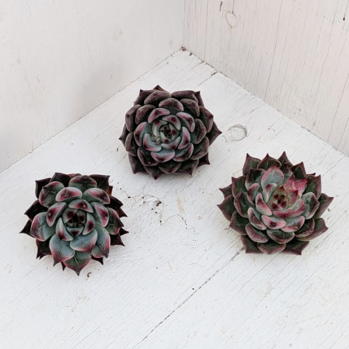 すべての商品 | 多肉植物の専門通販サイト｜実のりえん