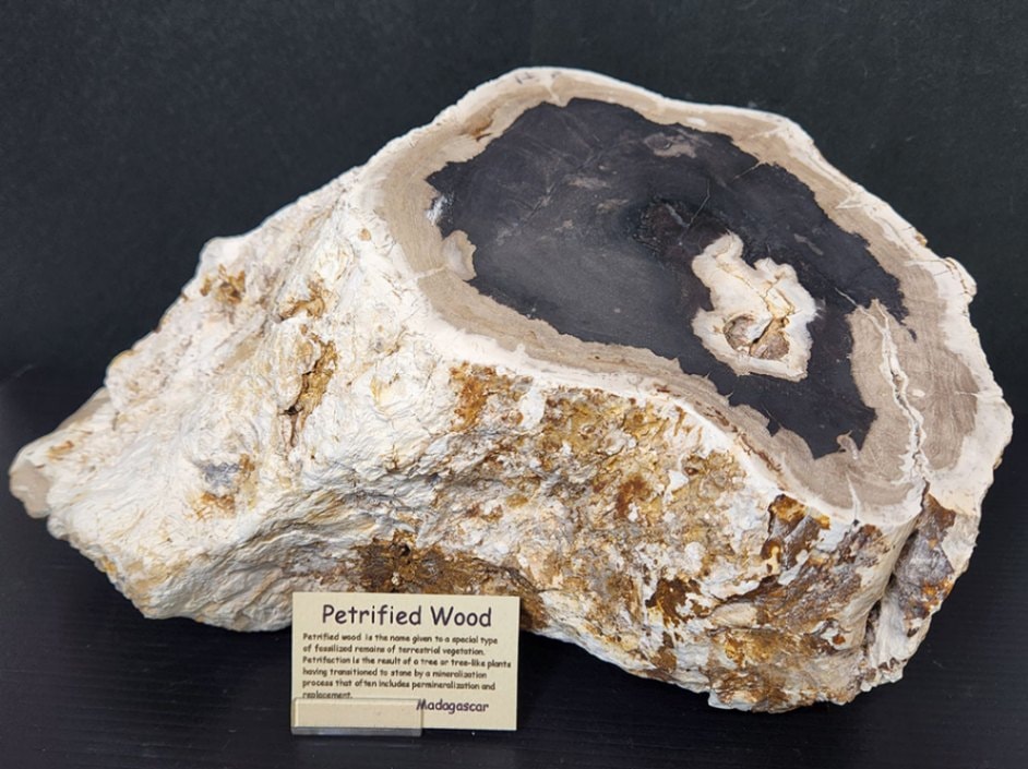 マダガスカル産ペトリファイドウッド