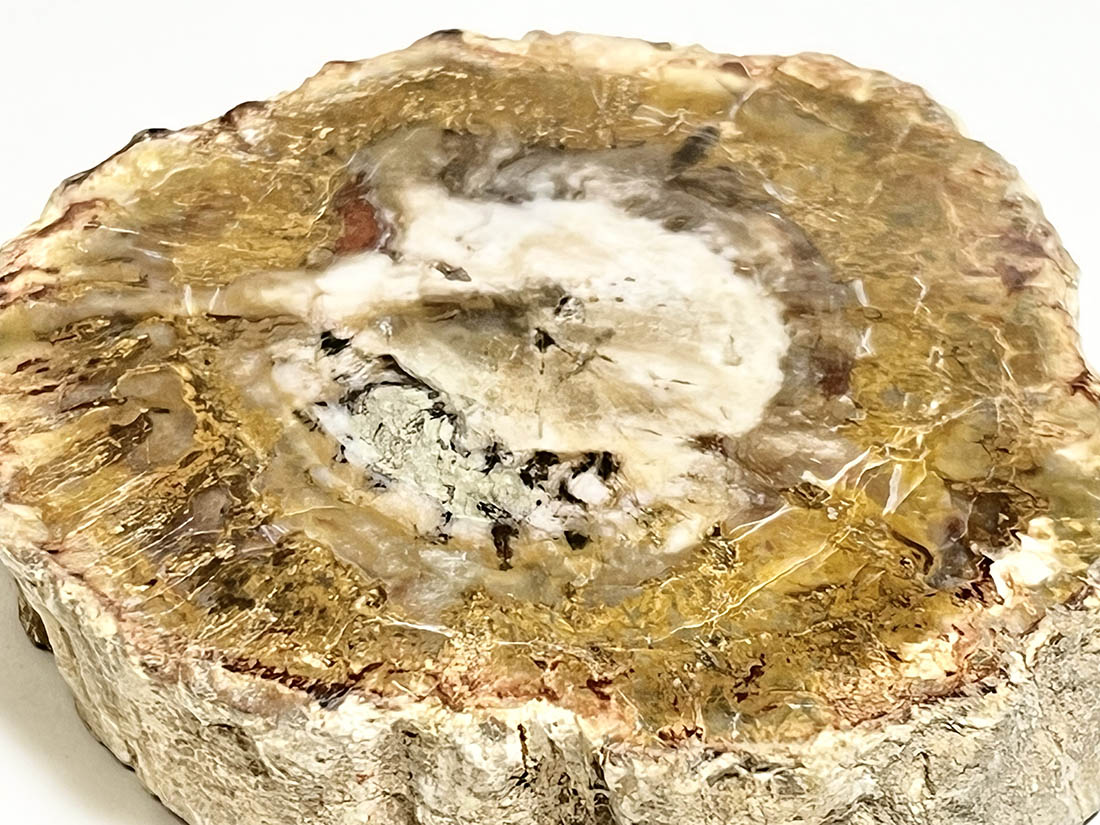 マダガスカル産 ペトリファイドウッド ( 珪化木 ) スライス