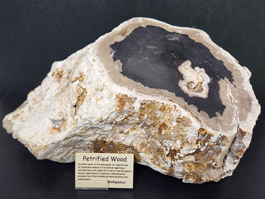 マダガスカル産ペトリファイドウッド