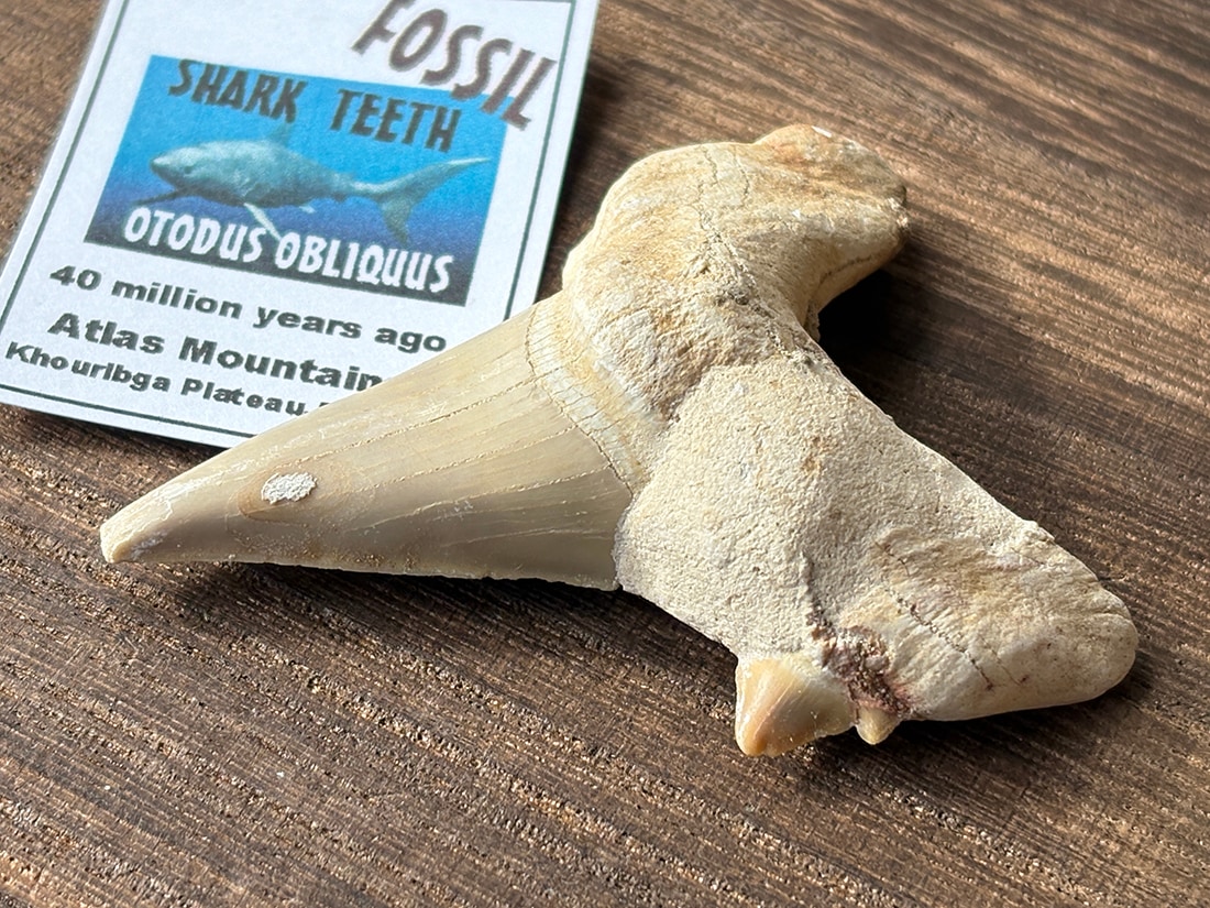 モロッコ産 オトドゥス (サメの歯) 化石 / Otodus Obliquus Fossil