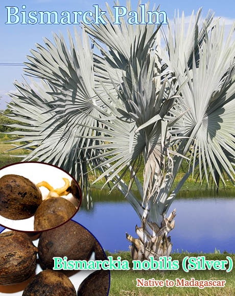 ビスマルキア ノビリス シルバー(Bismarckia nobilis Silver)種子 販売店