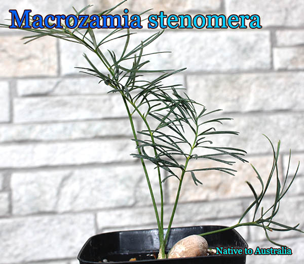 Macrozamia stenomera(マクロザミア・ステノメラ)苗 販売店