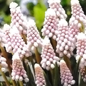 ムスカリ球根 ピンクサンライズ （5球入/袋） | ムスカリ球根