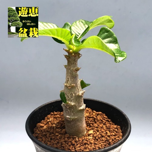 コーデックス：パキポディウム ウィンゾリー*塊根幅2cm | すべての