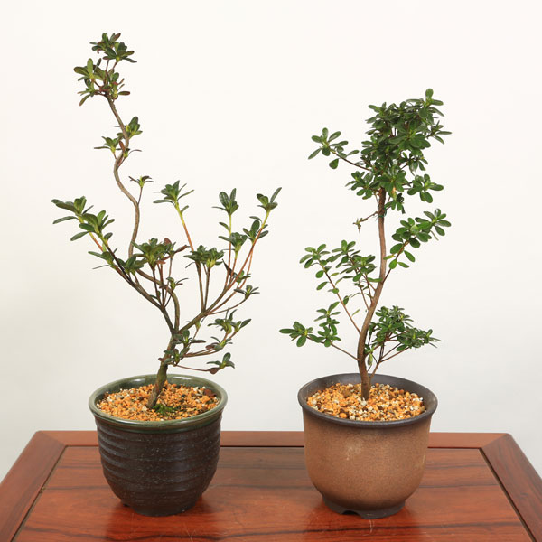 中品盆栽：皐月(さつき・萬古焼深鉢)*鉢品種選べる 送料無料 bonsai