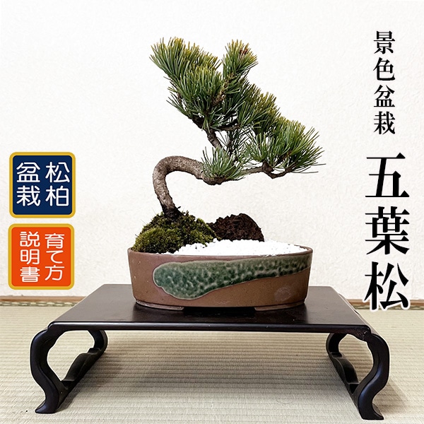 景色盆栽：五葉松*（瀬戸焼楕円鉢） bonsai | ミニ・小品盆栽,松柏