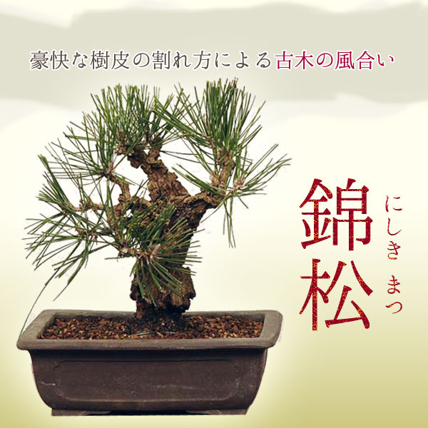 中品盆栽：錦黒松* 錦松幹肌ニシキマツにしきまつ bonsai | ミニ・小品