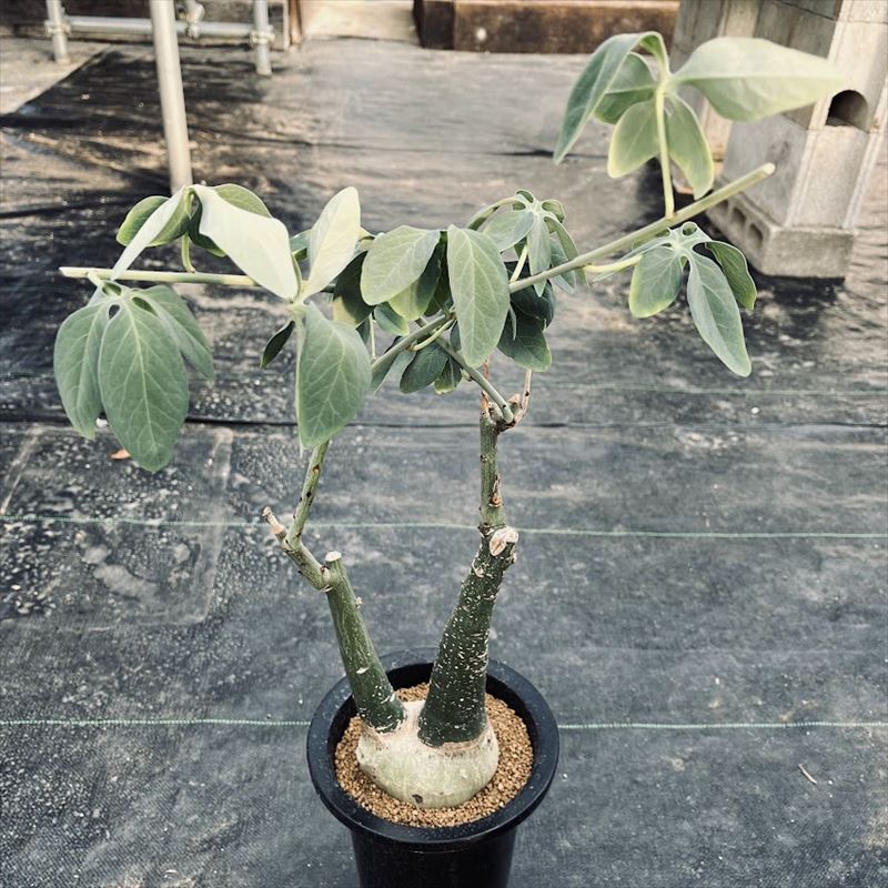 コーデックス：アデニア グラウカ*塊根幅10cm 現品！一品限り