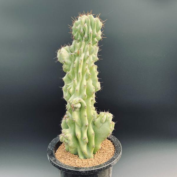 サボテン：セレウス 岩石獅子*幅14cm 現品！一品限り | サボテン