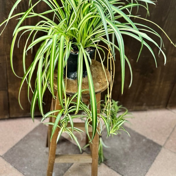 おしゃれ 観葉植物：オリヅルラン*折鶴蘭 吊り鉢 5号 | 観葉植物,吊り