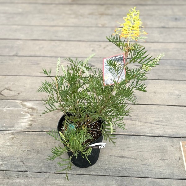 花苗 観葉植物：グレビレア ピーチアンドクリーム*オージープランツ