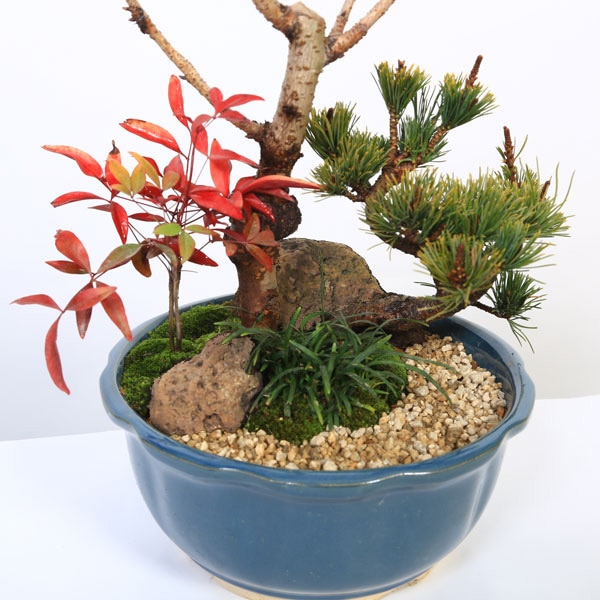 盆栽 イボタ（鉢は古い中国の鉢）樹高鉢底より約35cm 盆栽 イボタ（鉢