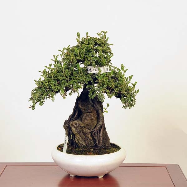 盆栽：磯山椒石付(いそざんしょう)現品*サンショウ Isozansyo