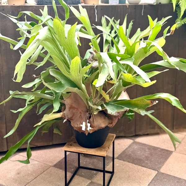 おしゃれ 観葉植物：ビカクシダ コウモリラン ネザーランド*9号黒プラ