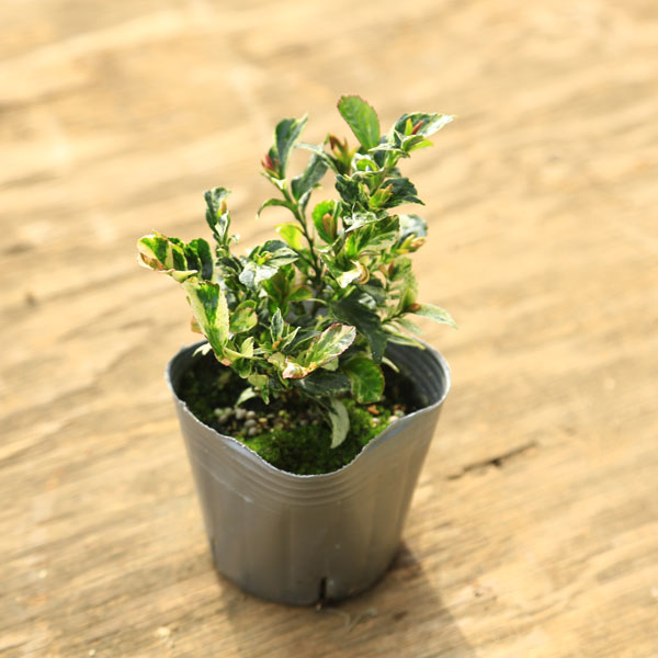 庭木 植木 苗：斑入りヒサカキ（残雪）*姫榊 ざんせつ 3号 佐川急便