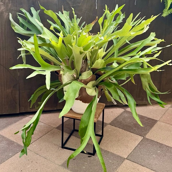 おしゃれ 観葉植物：ビカクシダ コウモリラン ネザーランド*9号白プラ
