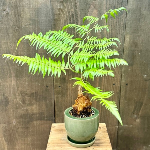 おしゃれ 観葉植物 キンモウコウ：ゴールデンモンキー タカワラビ