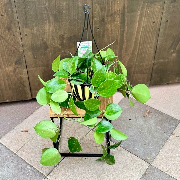 おしゃれ 観葉植物：ホヤ パラシティカ ハートリーブス スプラッシュ*5