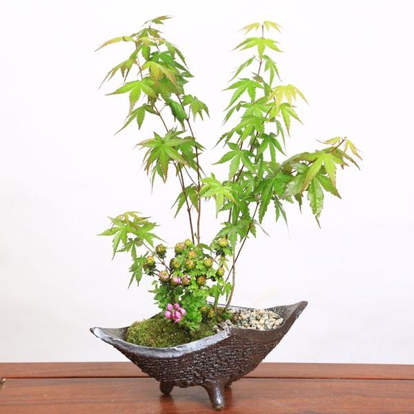 豪華寄植盆栽：山もみじ・つつじ寄せ植え(信楽鉢)*bonsai＜2025年落葉