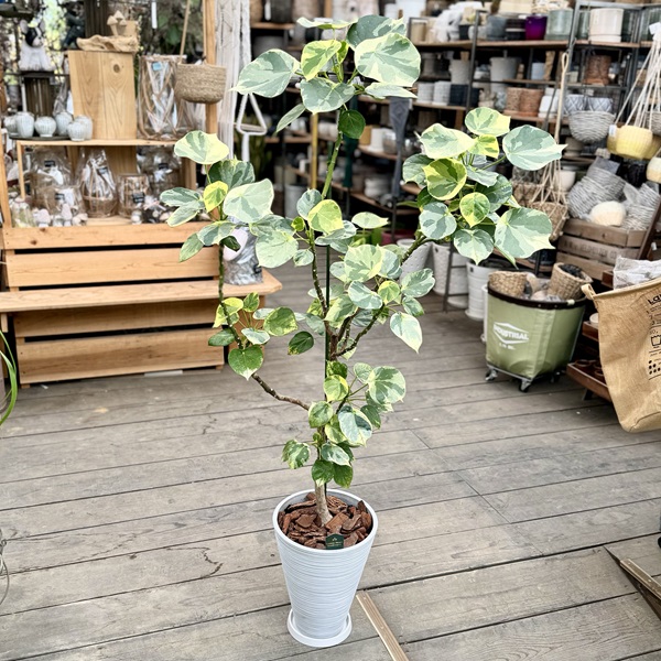 おしゃれ 観葉植物：斑入り ハスノハギリ ラブリーハート*鉢植え 受皿