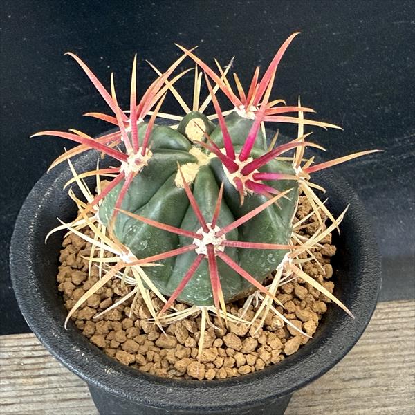 サボテン：フェロカクタス 神仙玉*幅4cm ☆赤松実生 | サボテン