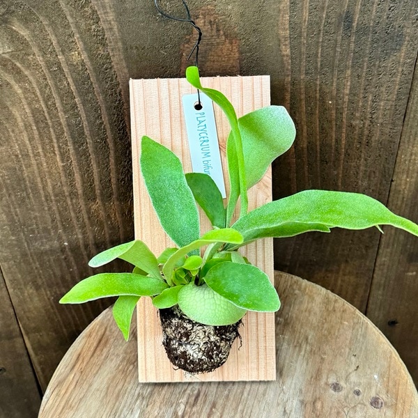 おしゃれ 観葉植物：ビカクシダ コウモリラン ビフルカツム 板付け*S