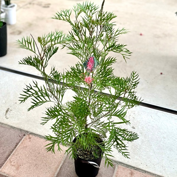 花苗 観葉植物：グレビレア サパーブ*オージープランツ Grevillea