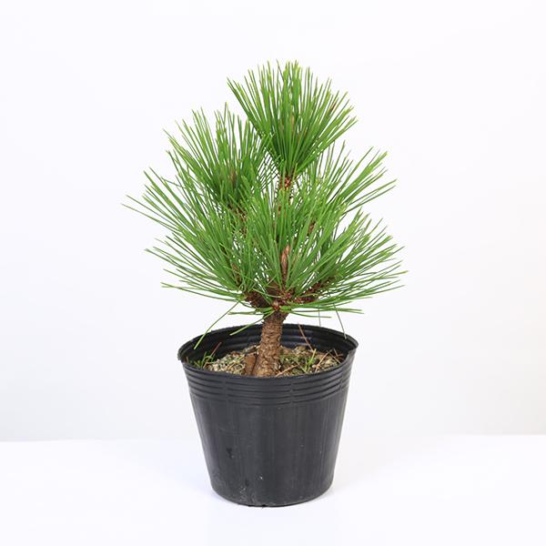 苗：八房黒松（大）*クロマツ くろまつ | 盆栽素材,苗(松柏) | 遊恵