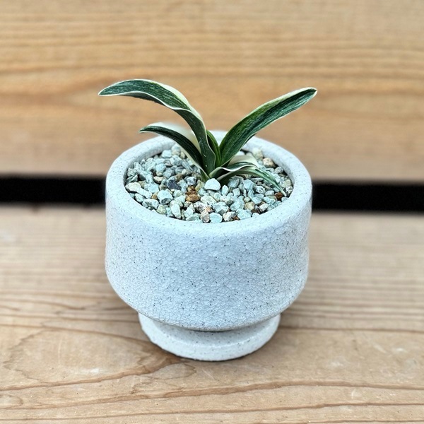 古典園芸植物：万年青 鉢植え*受皿付 オモト おもと 観葉植物 まつほS