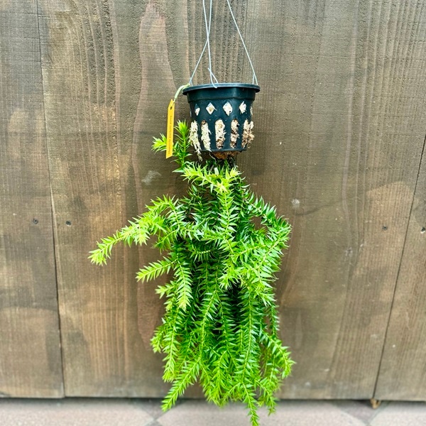 観葉植物：フペルジア グリーンゴエベリー*吊り鉢 Huperzia シダ植物